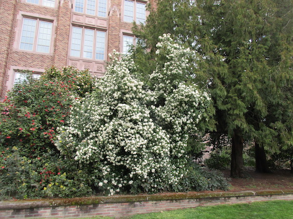 Viburnum Tinus flowers